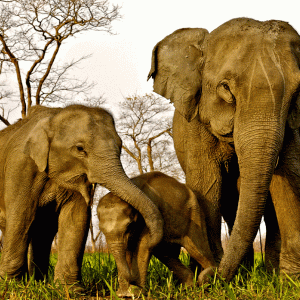 Chandaka Elephant Reserve