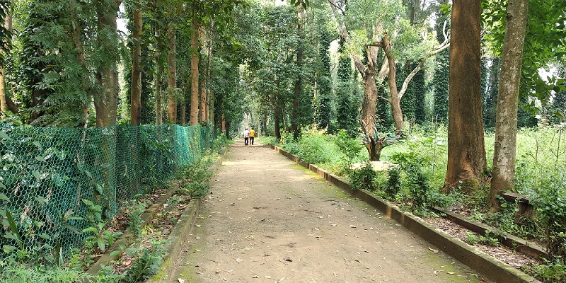 Daringibadi Coffee Garden Entry Road