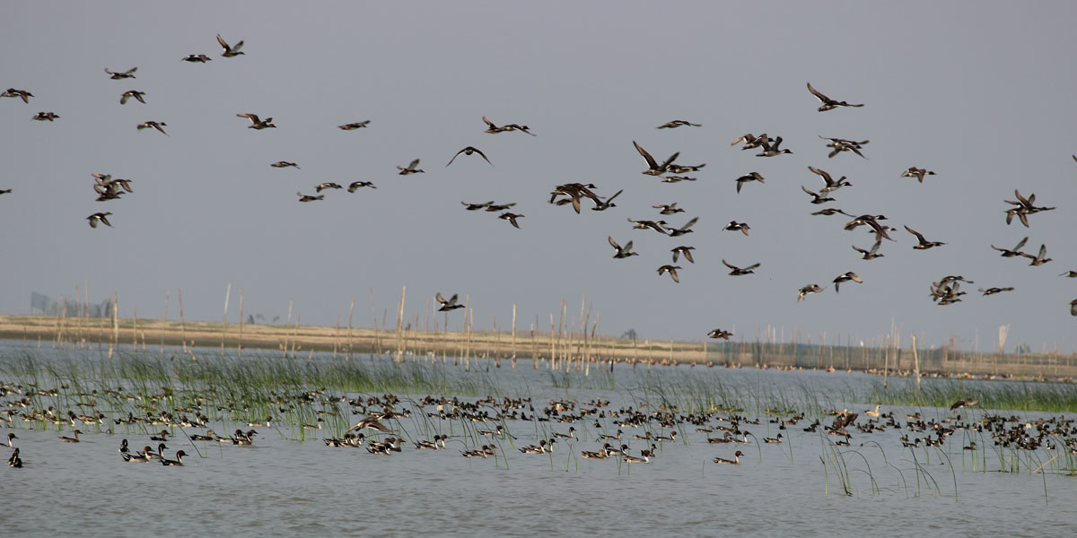 chilika-lake-puri