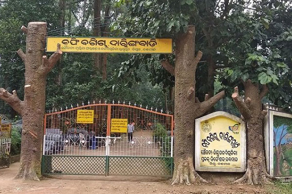 coffee-garden-in-daringbadi