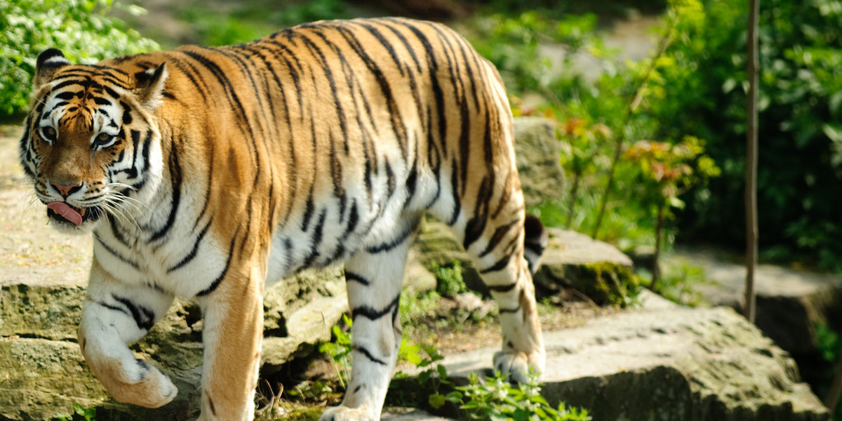 nandankanan-zoo-tours-bhubaneswar