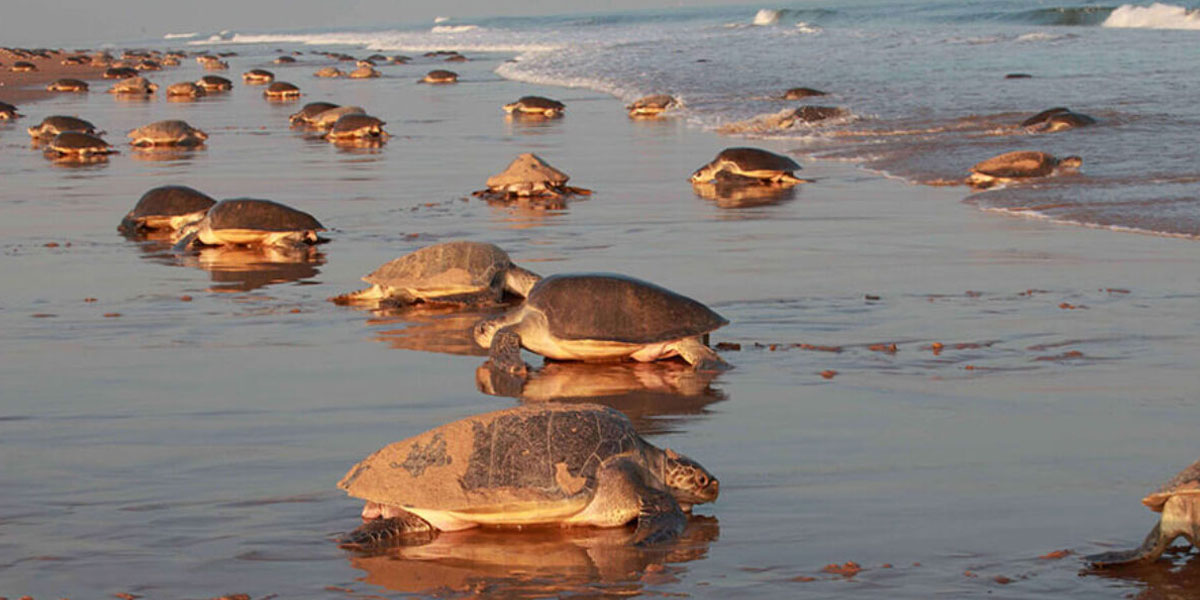 olive-ridley-tour-odisha