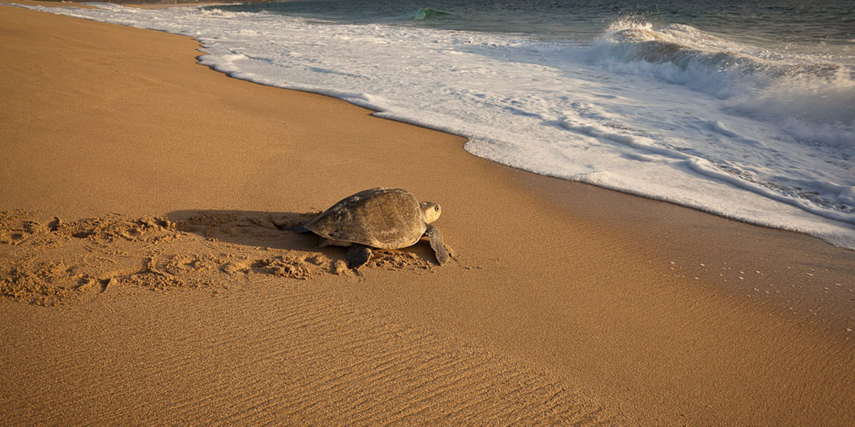 olive-ridley-tour-packages-odisha