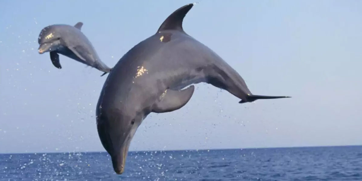 satapada-dolphin-tour