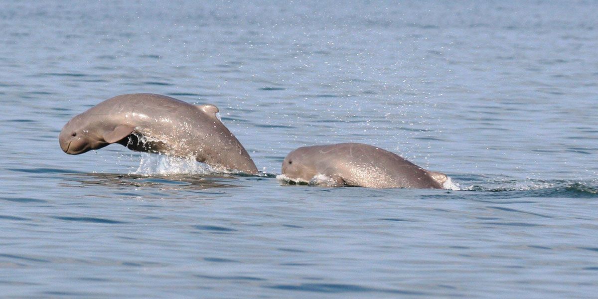 satapada-dolphin
