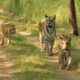 the-mesmerizing-odisha-wildlife-tours-go-on-a-nature-tour-this-year