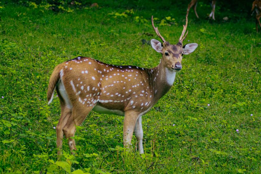 bhitarkanika-tour-package-affordable-bhitarkanika-wildlife-nature-tour-for-an-unforgettable-odisha-trip