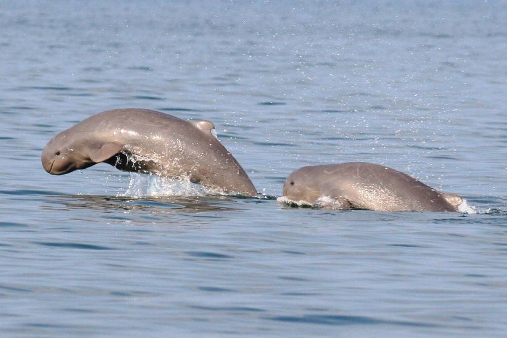 chilika-lake-tour-package-by-odisha-tourism-best-boat-ride-dolphin-bird-watching-experience