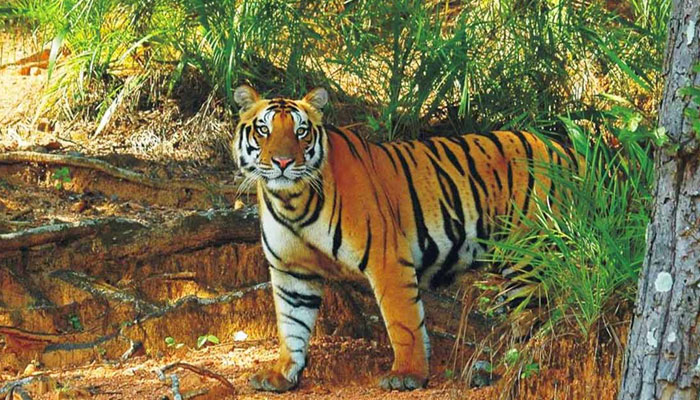 Best-Hotels-in-Satkosia-for-a-Comfortable-Stay-Near-the-Tiger-Reserve