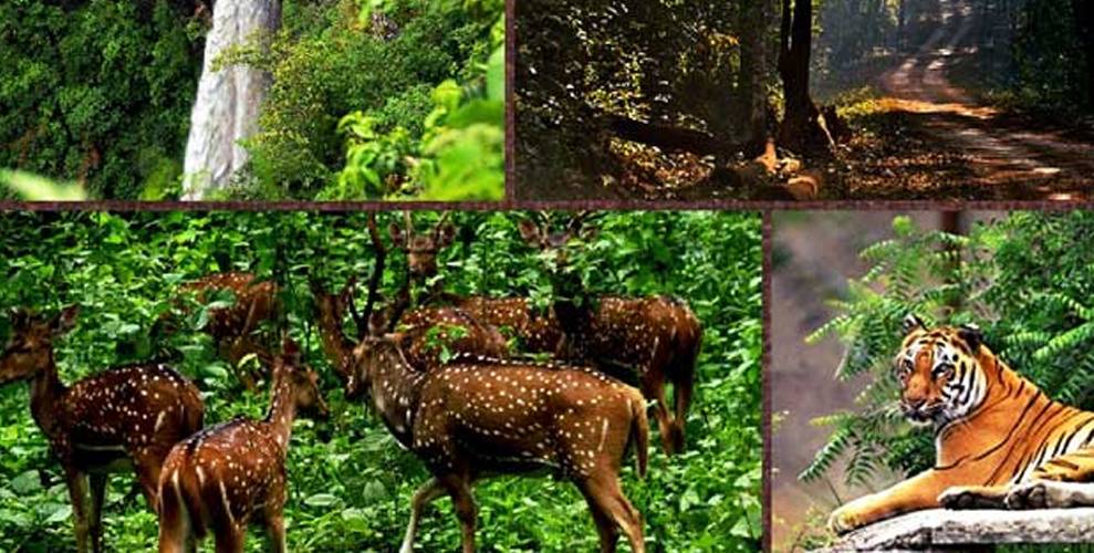 Experience-the-Wild-Wonders-Similipal-Tour-Packages-by-Odisha-Tourism