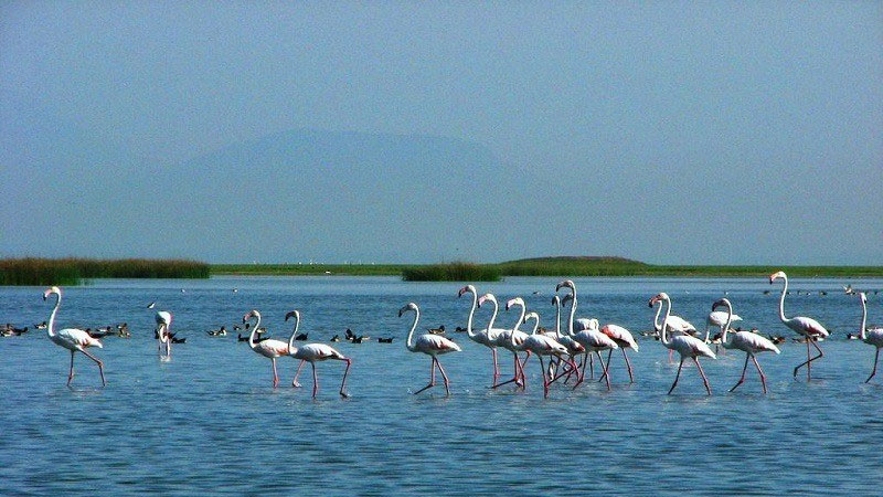 Unveil-the-Magic-of-Chilika-Lake-with-This-Curated-Tour-Package