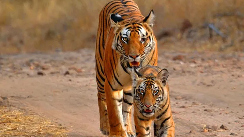 Wilderness-Like-Never-Before-at-Satkosia-Nature-Camp-in-Odisha