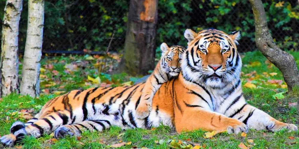 Daringbadi-Satkosia-Tikarpada-Tours