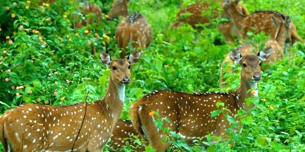 Daringbadi-Satkosia-Wildlife-Tour-Packages
