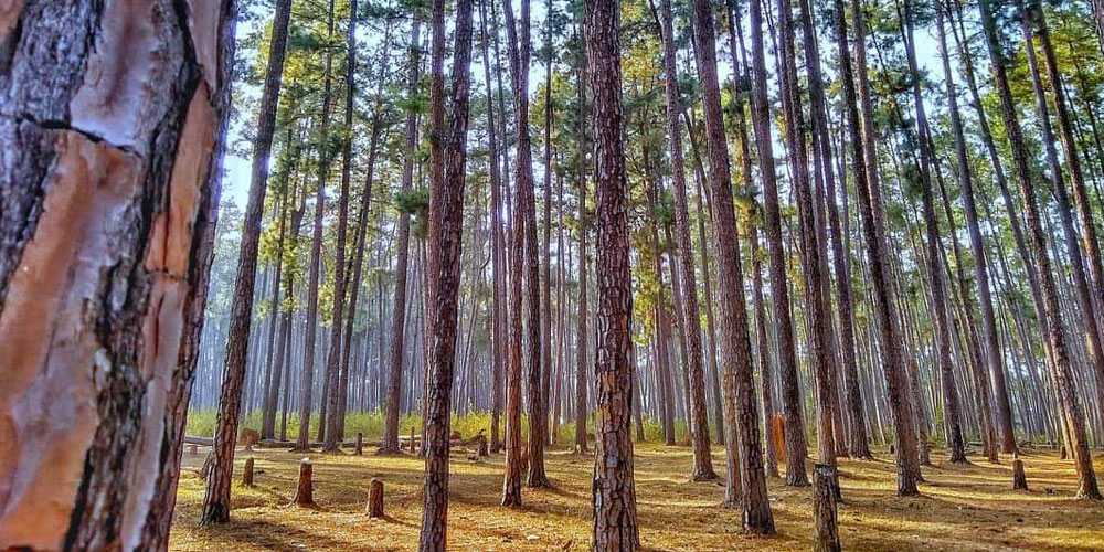 Daringbadi-Tour-Packages-From-Bhubaneswar