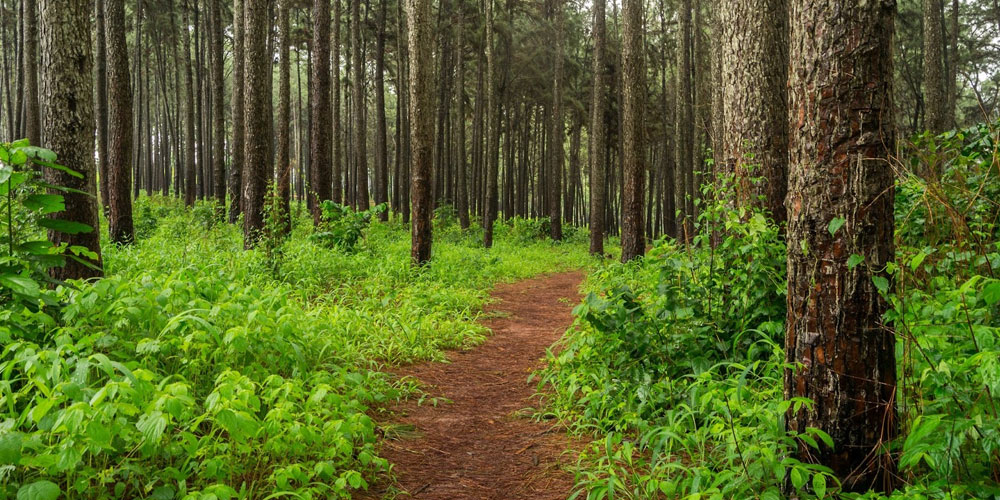 Daringbadi-Tour-Packages-From-Puri