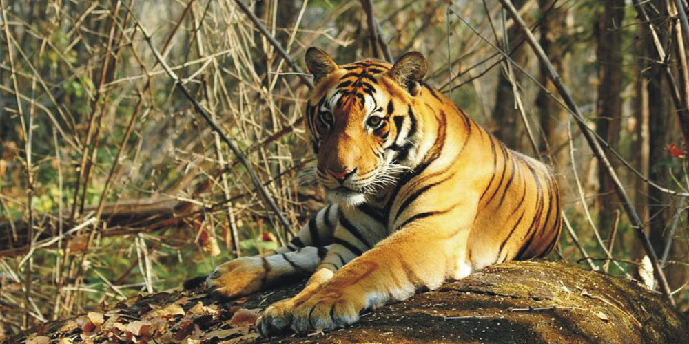 Jagannath-Puri-With-Jungle-Tour-Packages