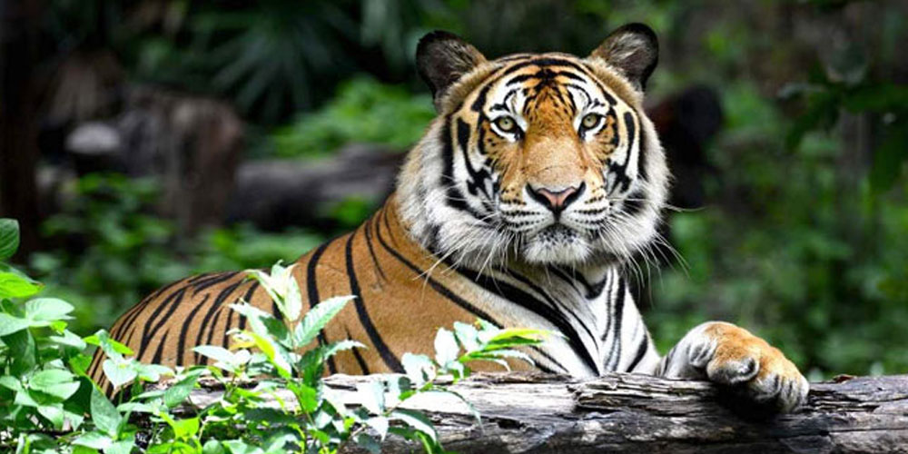 Odisha-Diamond-Tringle-With-Wildlife-Tours