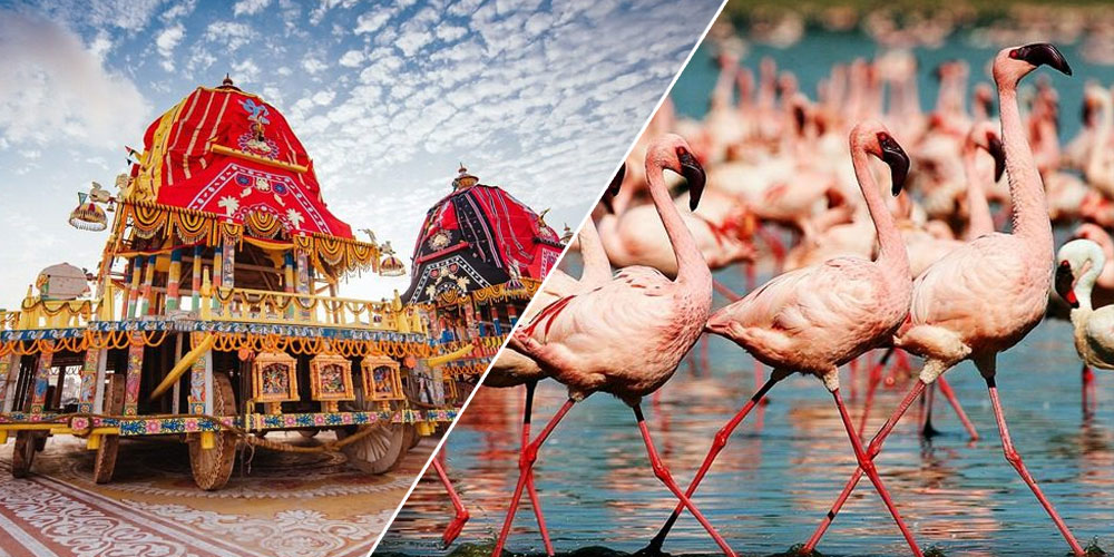 Puri-Ratha-Yatra-Tour