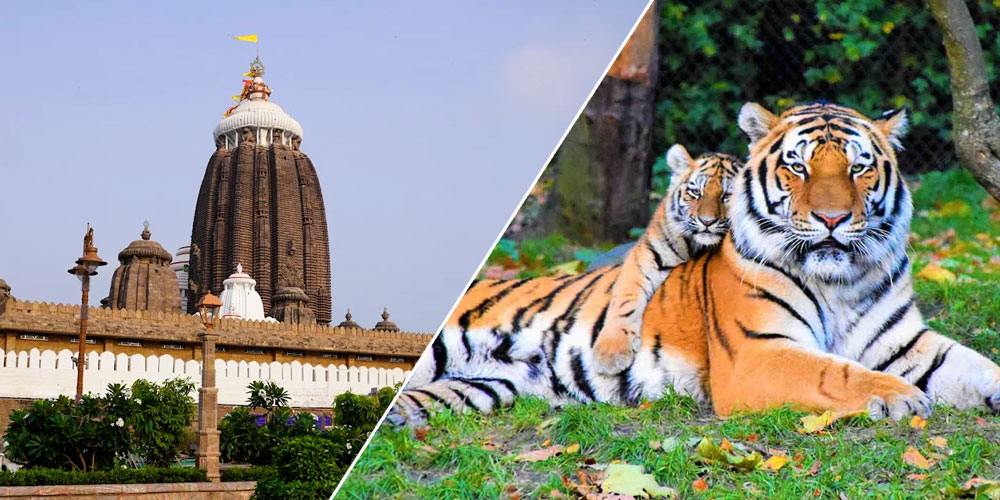 Puri-Satkosia-Night-Safari-Tour