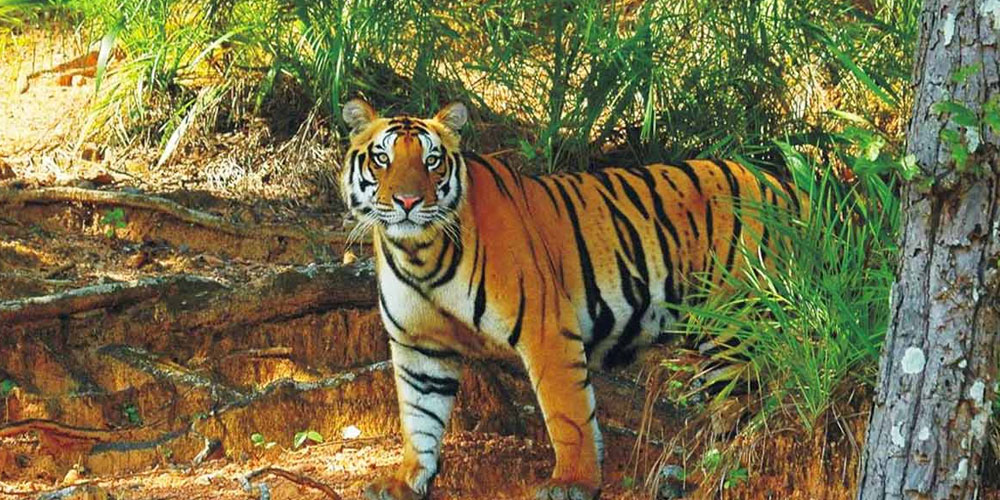 Puri-Satkosia-Night-Safari-Tours