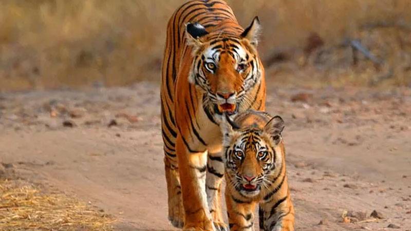 satkosia-nature-camp-booking-guide-for-outdoor-enthusiasts
